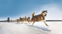 Собачье упряжки на зимние мероприятия